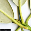 SpeciesSub: subsp. hypoglaucum